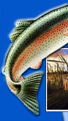 Idaho Trout Processors Company